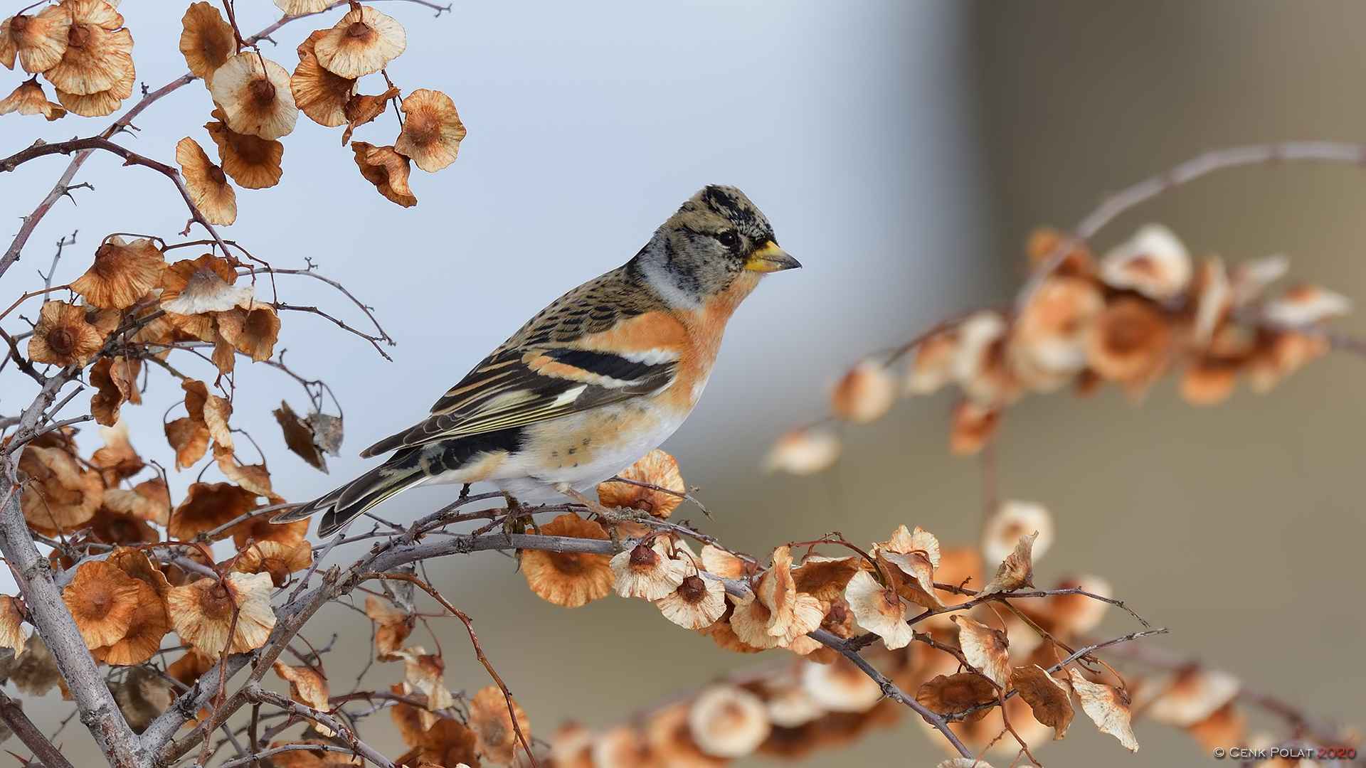 Brambling